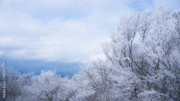 Obraz snow covered trees