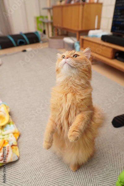 Obraz 直立する猫（マンチカン）