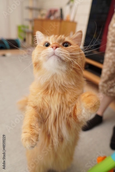 Obraz 直立する猫（マンチカン）