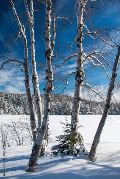 Obraz snow covered trees