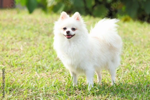 Fototapeta White Pomeranian dog