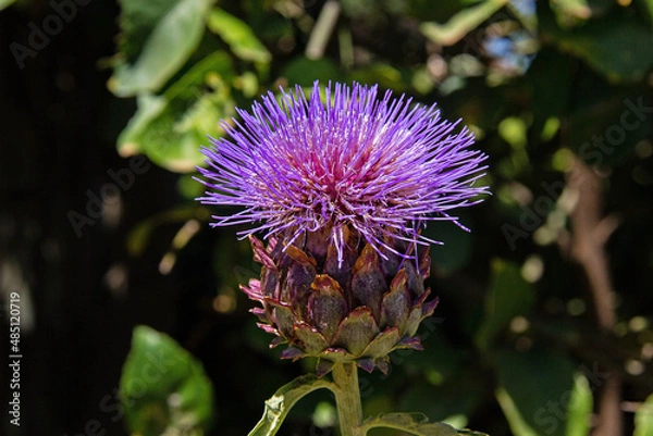 Obraz Purple thistle in full bloom