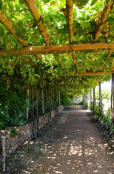 Obraz A cool walkway under supported vines.