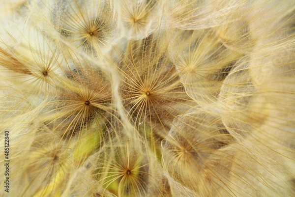 Fototapeta Still life of a dandelion