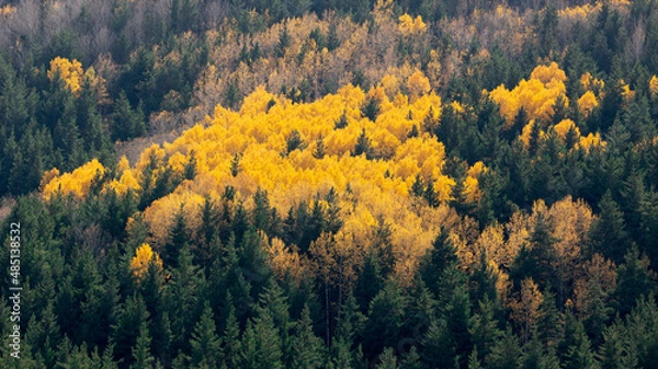 Fototapeta birch trees with yellowed leaves in autumn