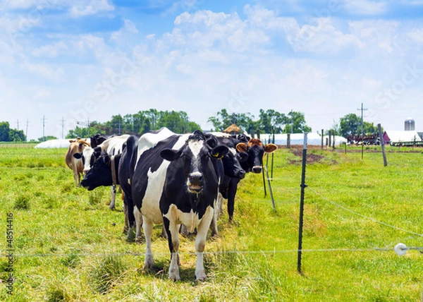 Obraz black and white cows on field