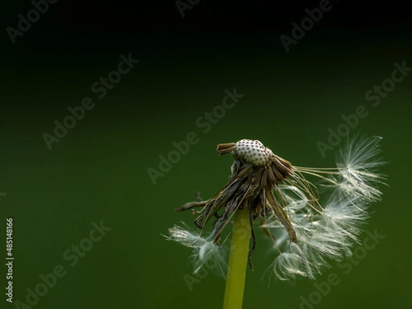Obraz Vanity - Vergänglichkeit