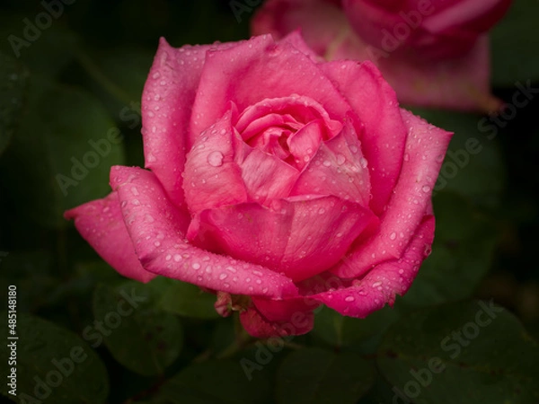 Obraz Rosengarten - Rosegarden