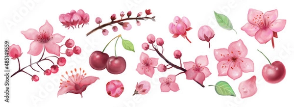 Fototapeta Set of elements of flowers and berries of cherry. Drawn flowers, digital realistic painting. Sliders for nail design. Flower elements for decoration.