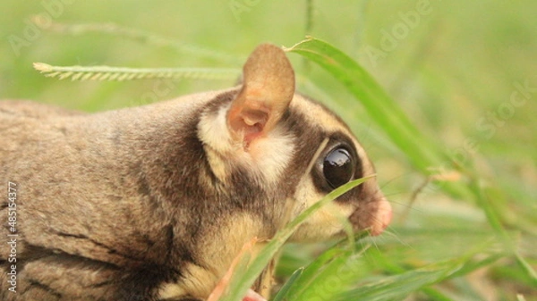 Obraz Sugar Glider crawling on grass.