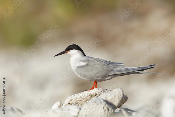 Fototapeta Rosenseeschwalbe steht auf einer weißen Koralle