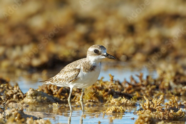 Fototapeta Kleiner Sandregenpfeifer steht im flachen Wasser zwischen Korallen