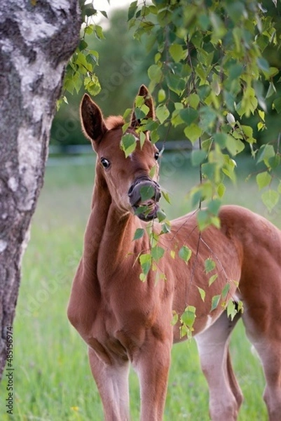 Obraz warmblood