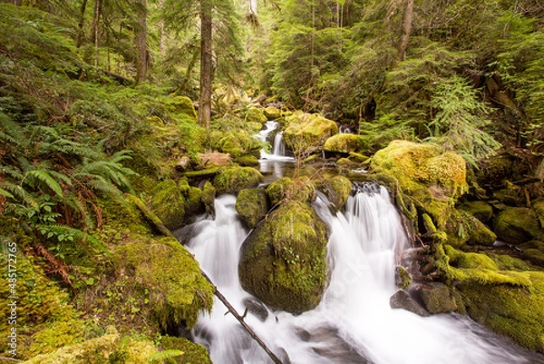 Obraz waterfall in the forest