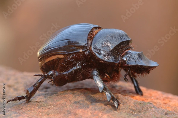 Obraz dung beetle