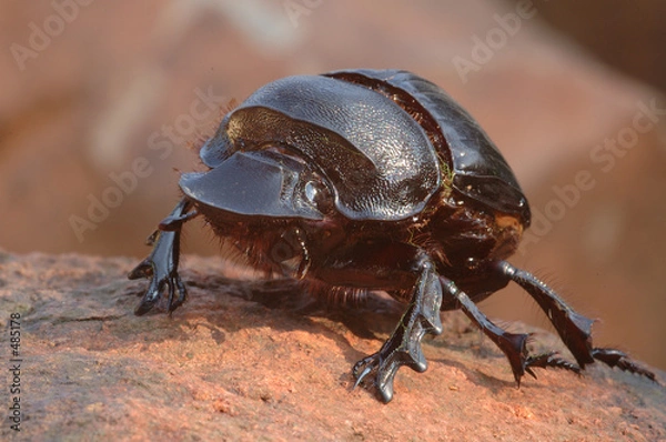 Obraz dung beetle