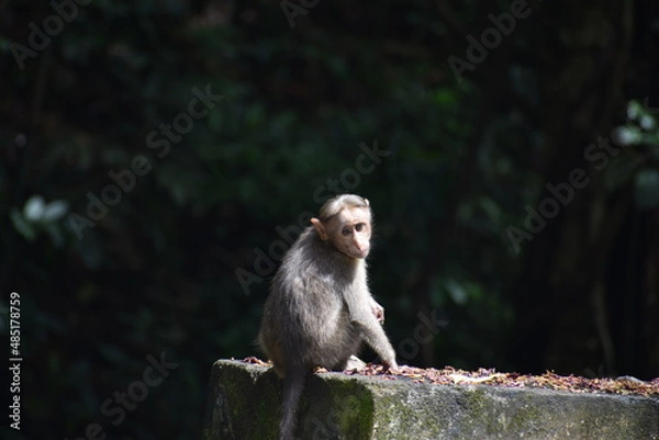 Obraz monkey sitting on wall 