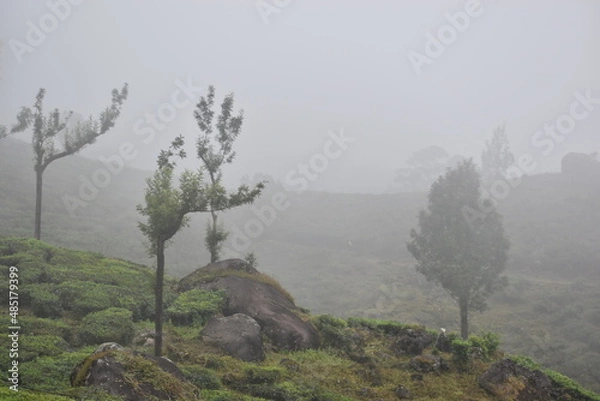 Fototapeta trees in the mountains