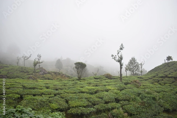 Obraz trees in the fog