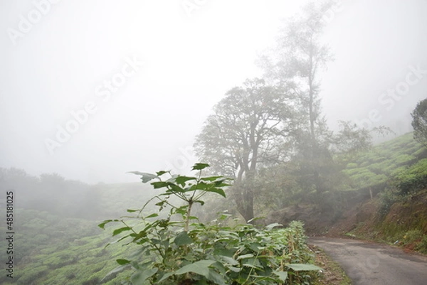Obraz fog in the forest