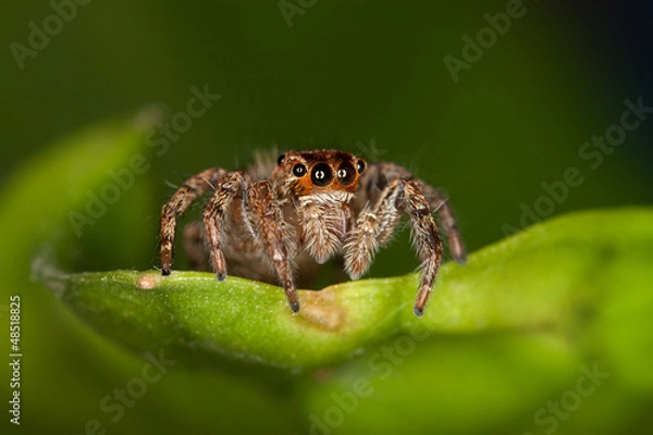 Obraz Jumping Spider