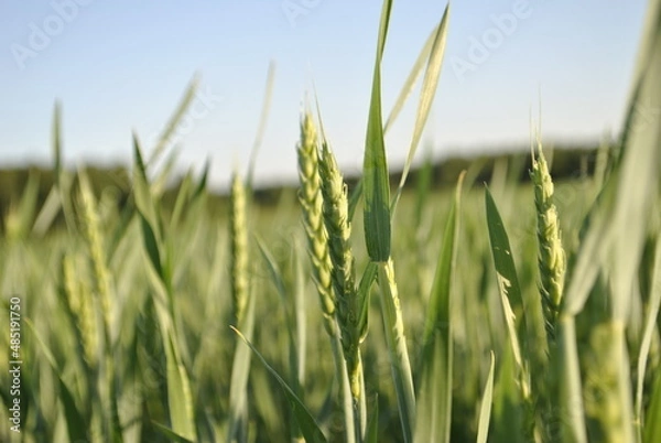 Fototapeta Close up of immature green wheat. Rays of light illuminated the wheat. In the background, the crops of ripening wheat are blurred.
