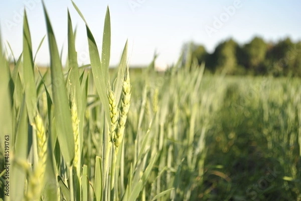 Fototapeta Close up of immature green wheat. Rays of light illuminated the wheat. In the background, the crops of ripening wheat are blurred.
