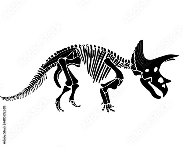 Fototapeta Triceratops dinosaur graphic skeleton on white background, vector triceratops.