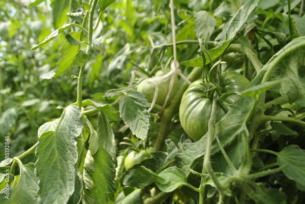 Fototapeta An unripe green tomato hangs on a stem among the green leaves. Tomato covered with small droplets of water. On each of the stems are visible villi. In the background, the rope supports the stem.