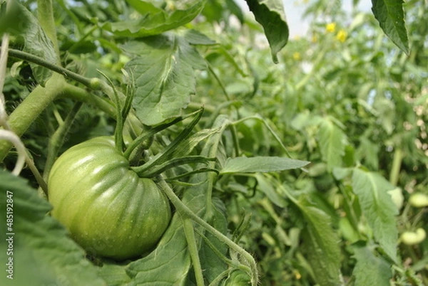 Fototapeta An unripe green tomato hangs on a stem among the green leaves. Tomato covered with small droplets of water. On each of the stems are visible villi. In the background, the rope supports the stem.