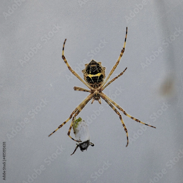 Obraz Spider Eating on the Web