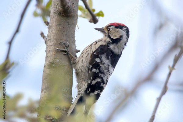 Obraz Kleinspecht am Baum