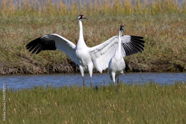 Obraz Critically Endangered Whooping Crane in Aransas National Wildlife Refuge 	

