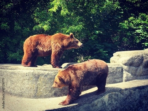 Fototapeta Misie Walentynki 