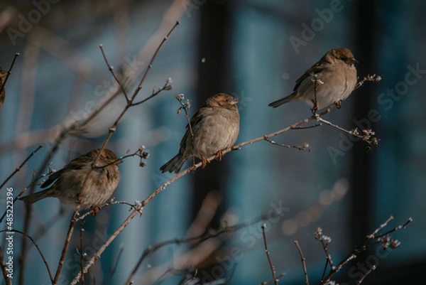 Fototapeta sparrow on a branch