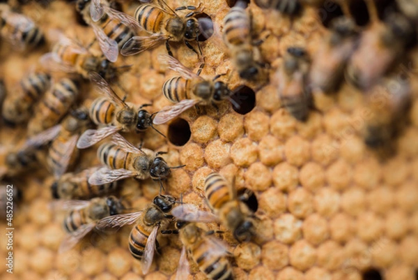Fototapeta Bee hives
