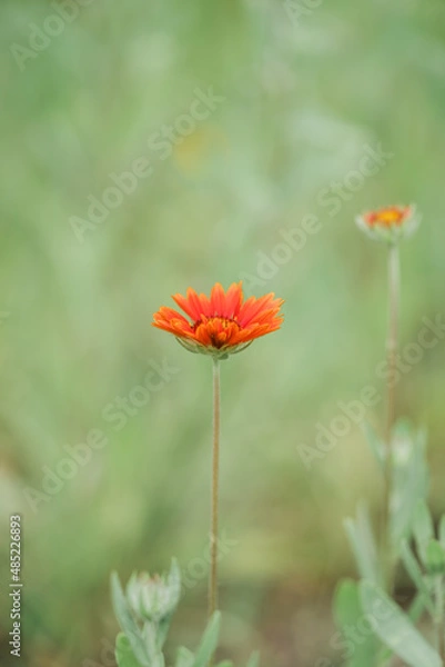 Obraz Zinnias