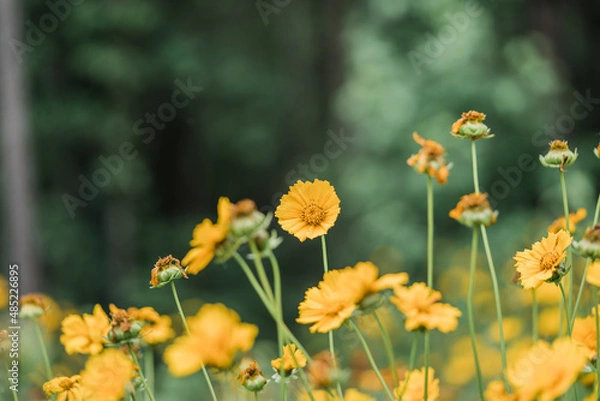 Obraz yellow flowers