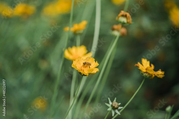 Obraz yellow flowers