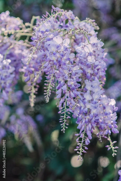 Obraz Wisteria