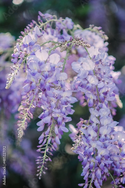 Obraz Wisteria