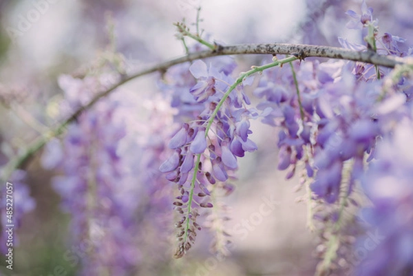 Obraz Wisteria