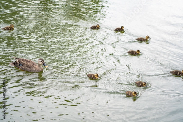 Obraz 水面を泳ぐ親子のカモ