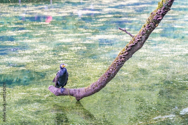 Obraz 木に立つ野鳥