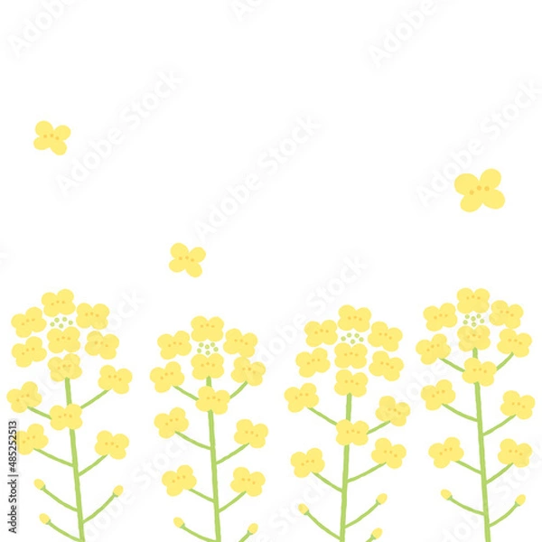 Obraz 菜の花の背景イラスト　1:1