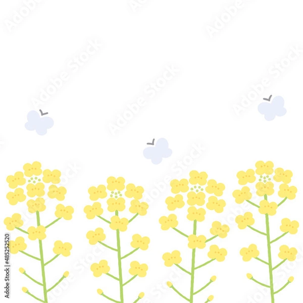 Obraz 菜の花の背景イラスト　1:1