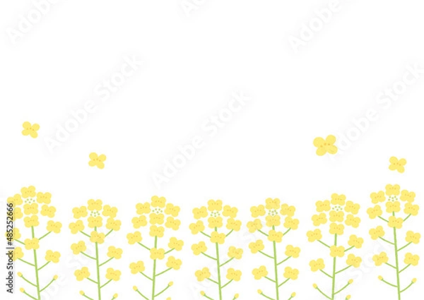 Obraz 菜の花の背景イラスト