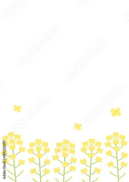Obraz 菜の花の背景イラスト