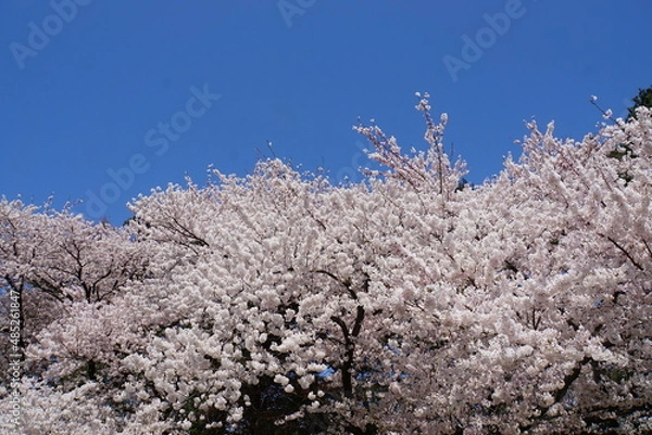 Obraz 青空に映える満開の桜