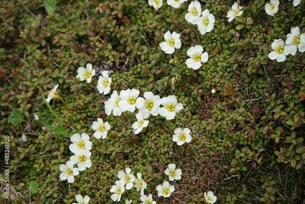 Obraz 鳥海山のイワウメ